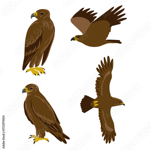 vector drawing birds,steppe eagle , hand drawn Aquila nipalensis , isolated nature design elements