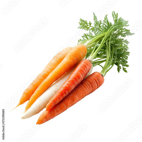 carrot