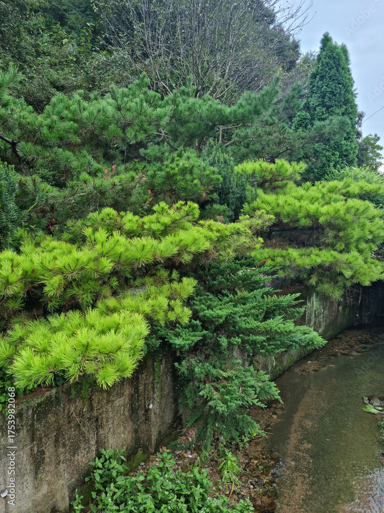 Naklejka premium The canal is full of coniferous trees.