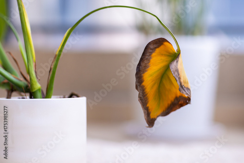 Close-up of a wilting leaf on a monstera houseplant in a white pot indoors