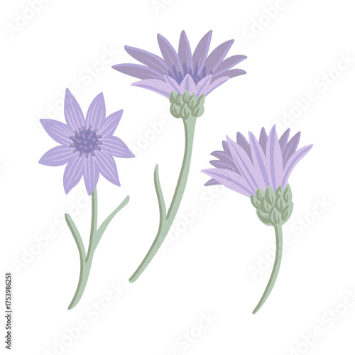 annual everlasting , immortelle flower, Xeranthemum annuum , vector drawing wild plant at white background, floral element, hand drawn botanical illustration