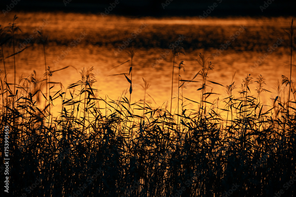 Obraz premium Sikhote-Alin Biosphere Reserve. Autumn forest on the background of a picturesque lake.