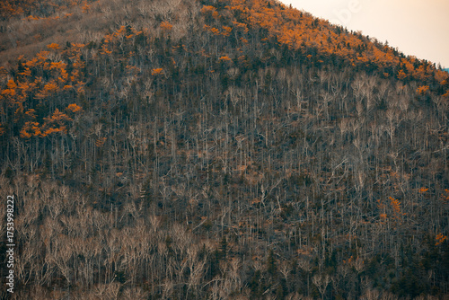 Sikhote-Alin Biosphere Reserve. Golden autumn in Primorsky Krai. Autumn forest in the Far Eastern taiga.