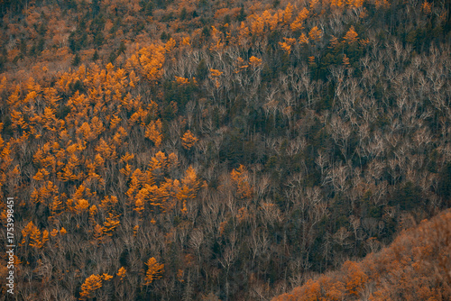 Sikhote-Alin Biosphere Reserve. Golden autumn in Primorsky Krai. Autumn forest in the Far Eastern taiga.