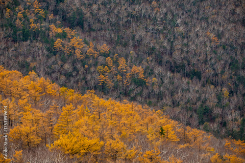 Sikhote-Alin Biosphere Reserve. Golden autumn in Primorsky Krai. Autumn forest in the Far Eastern taiga.