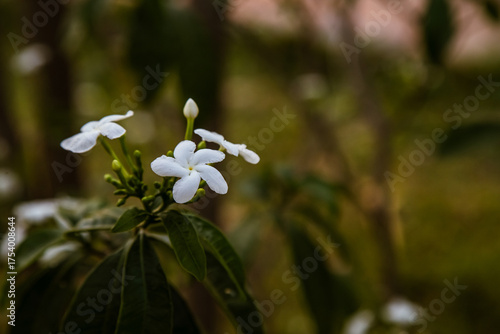 wild white flowers