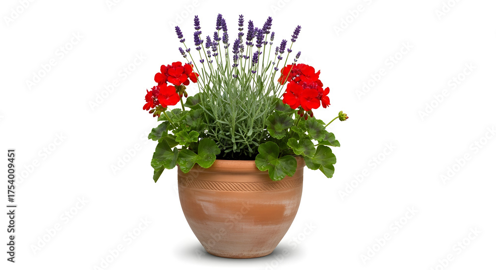 Naklejka premium Terracotta pot with geraniums and lavender