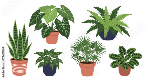 Collection of indoor potted plants on a white background.