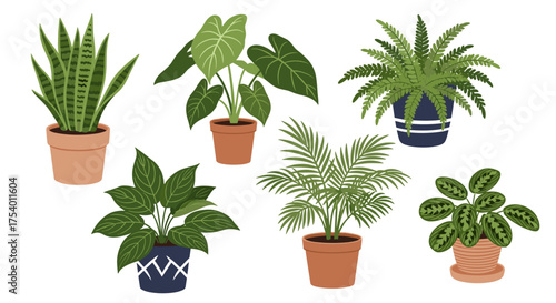A collection of various potted indoor houseplants arranged artfully in a clean white background.