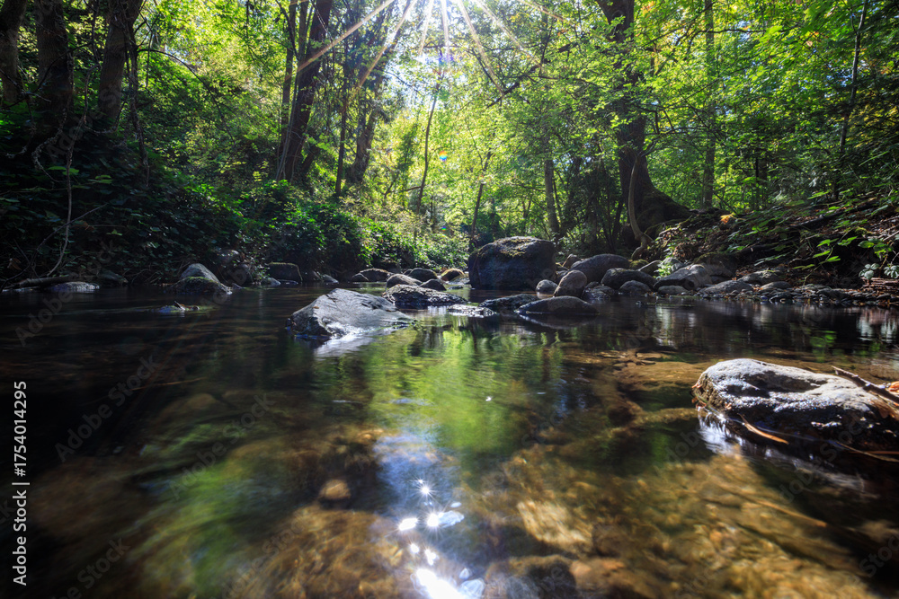 Fototapeta premium Serene Forest Riverbank with Sunlight Streaming Through Trees