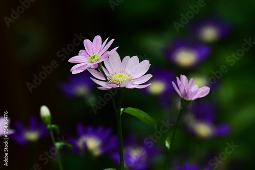 ピンクのミヤコワスレの花