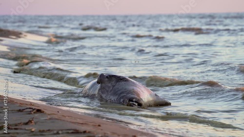 A gray seal, possibly dead in fishing nets, washed up on the seashore, in the evening light. Death of a wild animal. End of life.