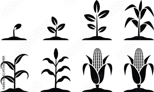 Corn Growth Stages: From Seedling to Harvest Iconography