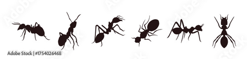 vector ant silhouette on white background