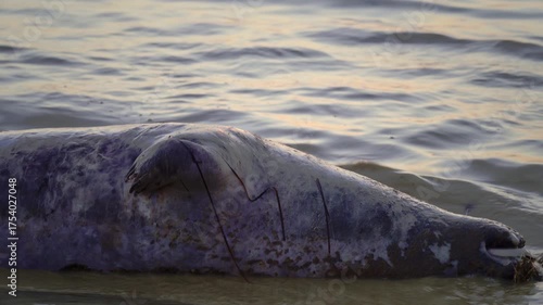 Close-up of a gray seal, Halichoerus grypus, possibly dead in fishing nets, washed up on the seashore, in the light of the sunset. Death of a wild animal. End of life.