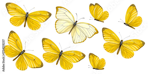 Collection of Yellow Butterflies Against White Background