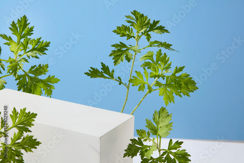 Tablou pe pânză Horizontal shot of mugwort leaves beside a clean white cube, styled as skincare