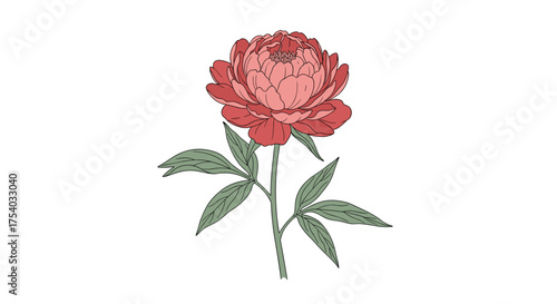 A beautiful pink peony flower with green leaves on a white background.