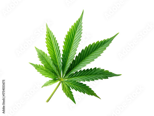 Single cannabis leaf isolated on black background, Isolated On White Background, Png Transparent