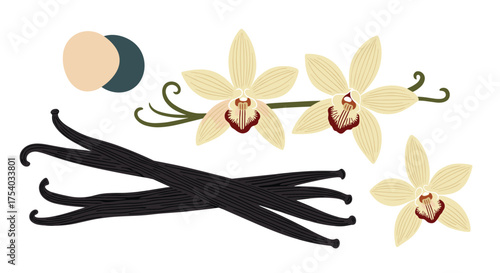 Fresh vanilla beans and beautiful vanilla orchid flowers with dark pods and beige circles.