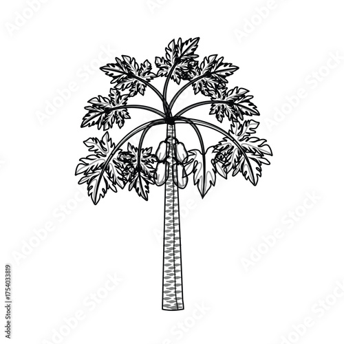 Papaya tree line drawing