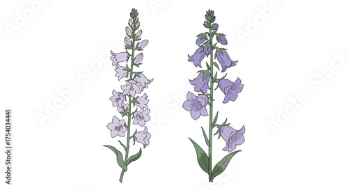 Two blooming spikes of pale blue foxglove flowers on a white background.