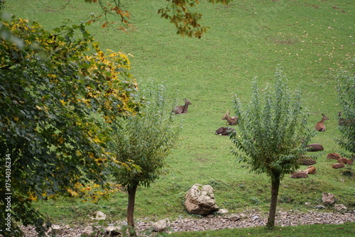 Hirsch, Reh und Natur 
