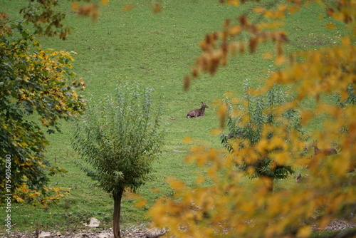 Hirsch, Reh und Natur 