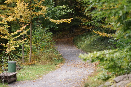 Herbst im Wald