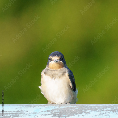 A barn swallow (Hirundo rustica) rests on a surface, its sleek body and long wings highlighted against a soft, blurred green background in natural light.