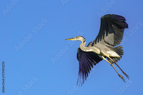 A grey heron (Ardea cinerea) soars through a clear blue sky, showcasing its long legs, extended wings, and graceful flight posture in full detail.