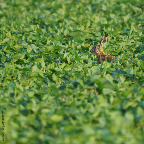 A European hare (Lepus europaeus) peeks through dense green soybean plants (Glycine max), its head and ears visible above the foliage in a summer field. 