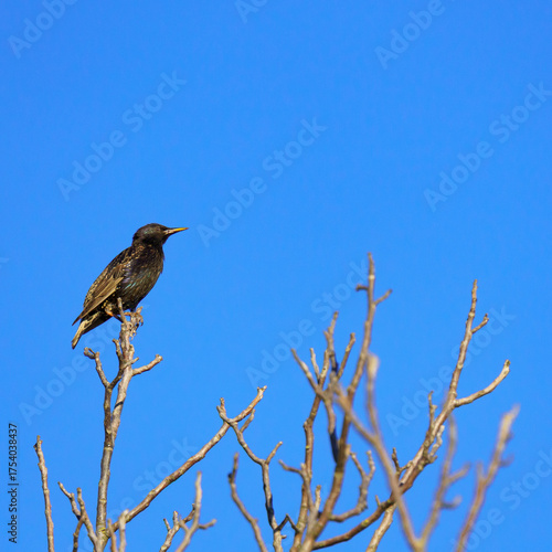 A European starling (Sturnus vulgaris) perches on a bare tree branch against a clear blue sky, suggesting a winter or early spring setting.