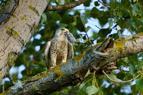 A common kestrel (Falco tinnunculus) perches on a poplar tree (Populus), holding a rodent in its beak, surrounded by green leaves and lichen-covered bark.
