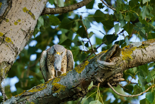 A common kestrel (Falco tinnunculus) perches on a poplar tree (Populus), holding a rodent in its beak, surrounded by green leaves and lichen-covered bark.