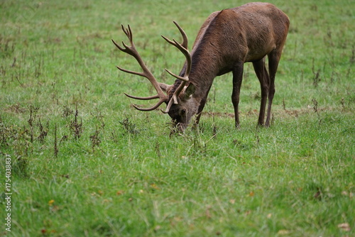 Hirsch, Reh und Natur 