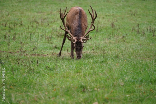 Hirsch, Reh und Natur 
