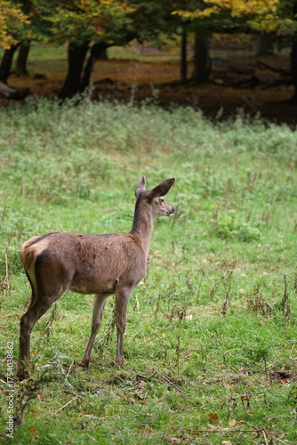 Hirsch, Reh und Natur 