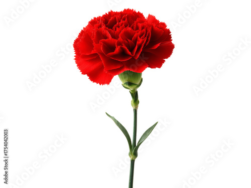 Single red carnation flower isolated on black background, Isolated On White Background, Png Transparent