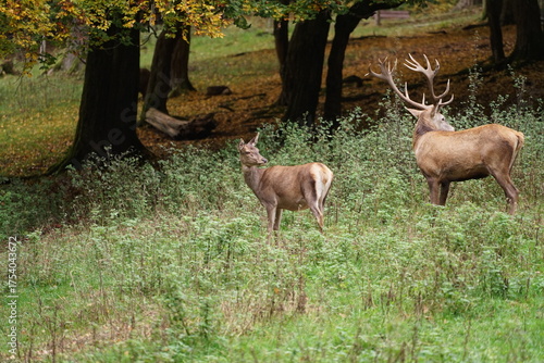 Hirsch, Reh und Natur 