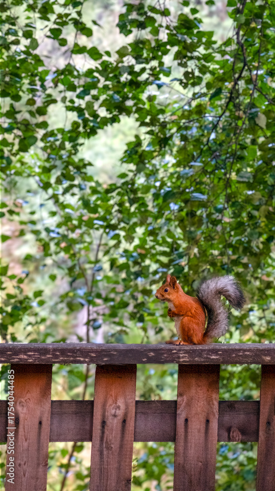 Obraz premium squirrel on a tree