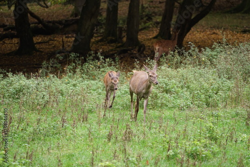 Hirsch, Reh und Natur 