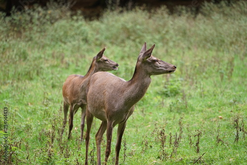 Zwei Rehe