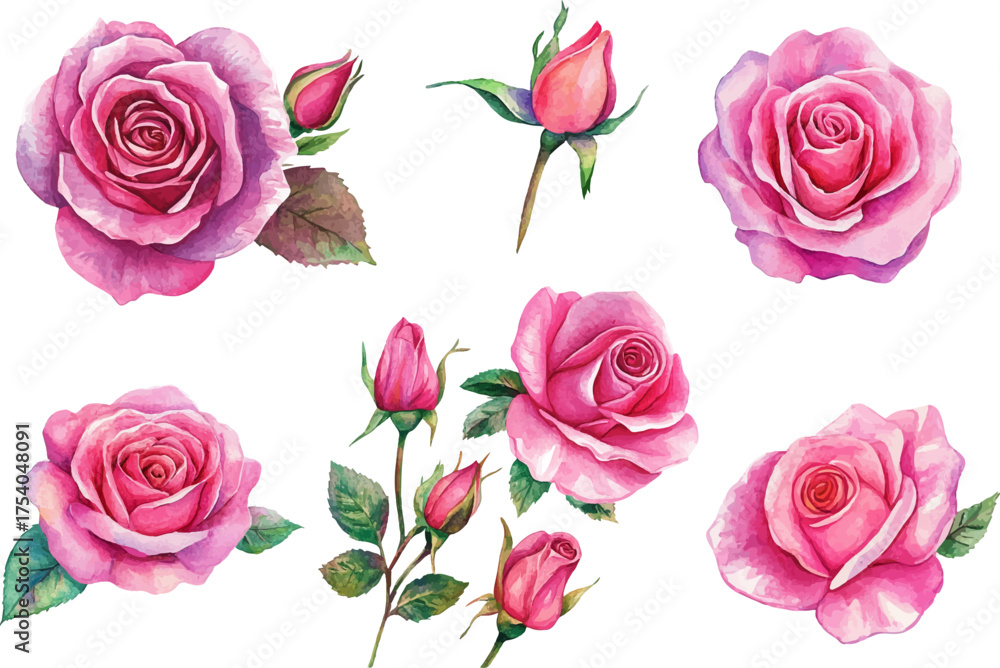 Naklejka premium watercolor hot pink set of roses