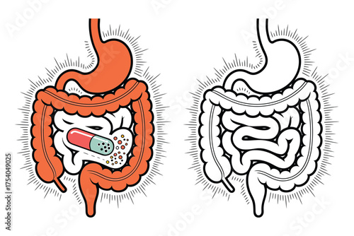 Gut health and digestion concept human digestive system with probiotic capsule vector illustration for medical use on transparent background