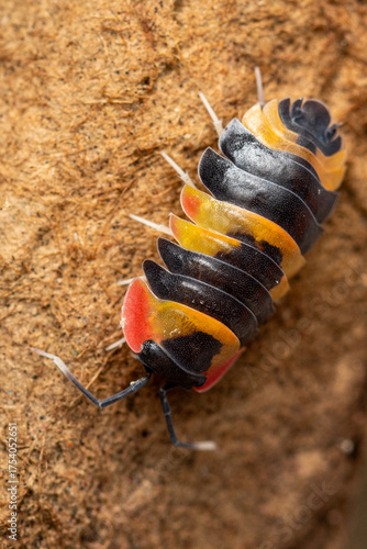 Assel tricolor Merulanella