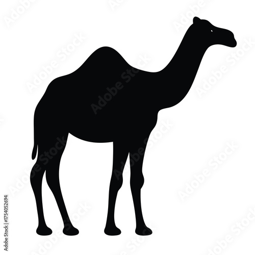 Silhouette of a dromedary camel standing against a white background in profile