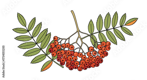Illustration of a detailed branch of rowan berries with green leaves, isolated on white.