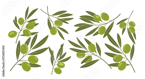 Illustration of olive branches with green olives and leaves, perfect for culinary or natural themes.