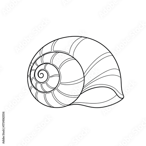 A close up view of a spiral snail shell.